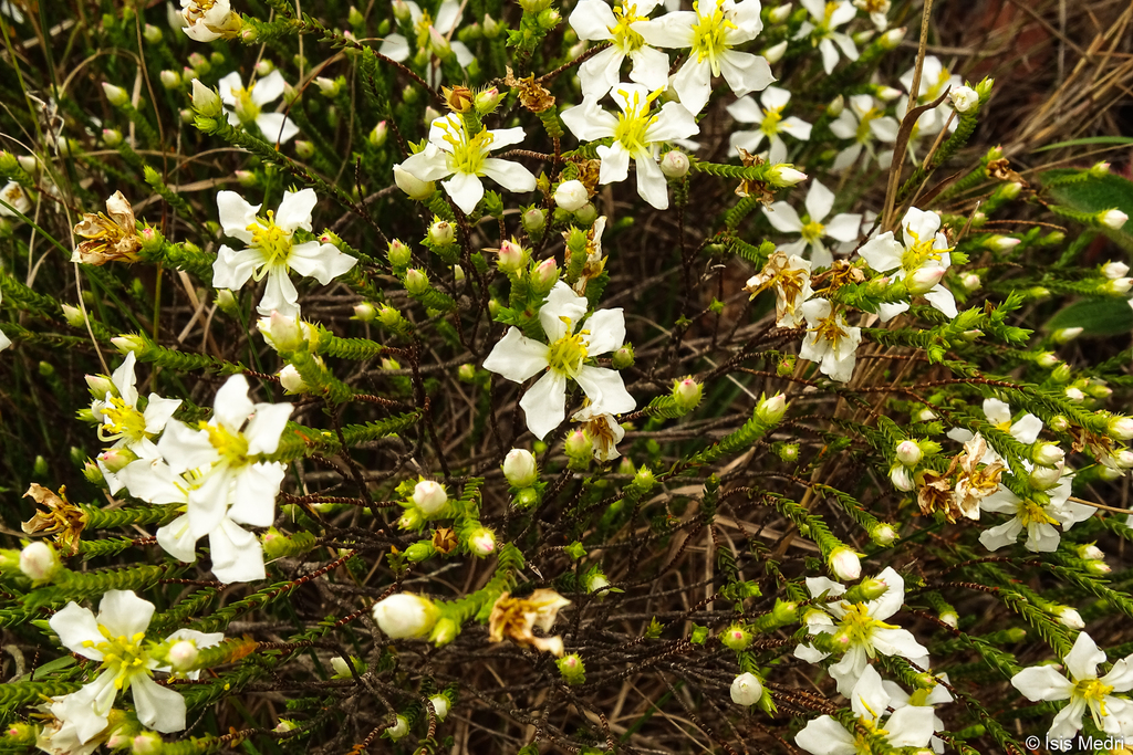 Chaetostoma albiflorum