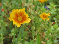 Linum rigidum
