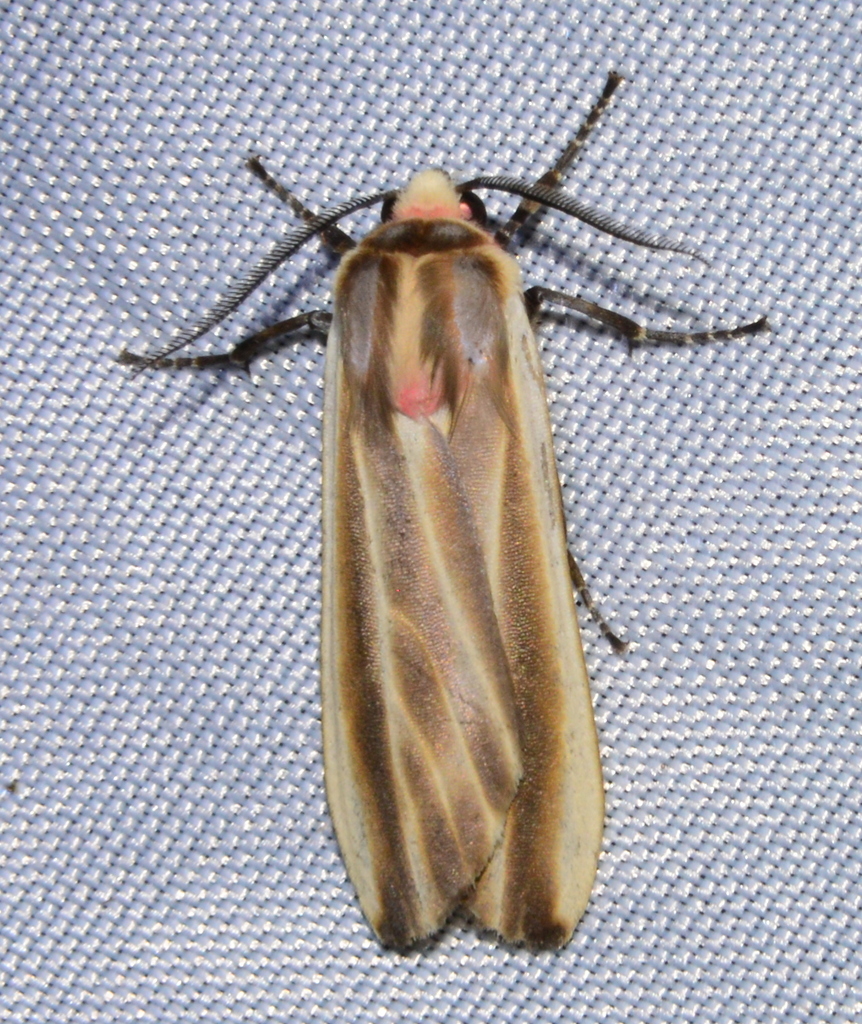 Aemilia mincosa