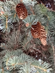 Picea glauca