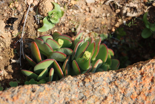 Crassula atropurpurea