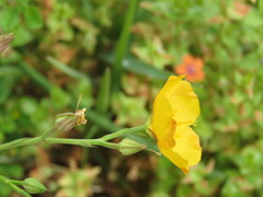 Linum rigidum