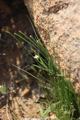 Image of Heliophila namaquana by (c) Tony Rebelo, some rights reserved (CC BY-SA)