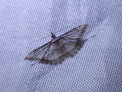 Alucitidae
