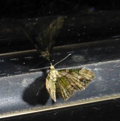 Chloroclystis sphragitis