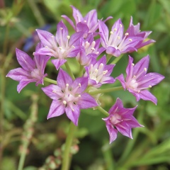 Allium drummondii