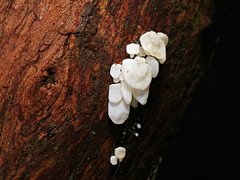 Physalacria australiensis