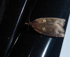 Planotortrix excessana