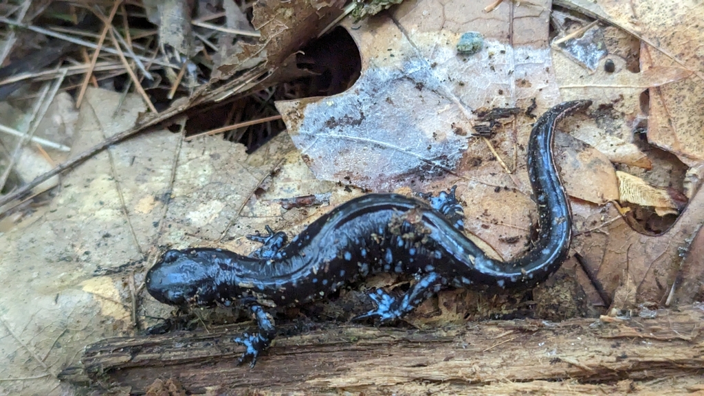 Bluespotted Salamander from Yankee Springs Township, MI, USA on
