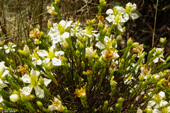Chaetostoma albiflorum