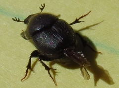 Onthophagini