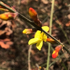 Jasminum nudiflorum