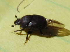 Onthophagini