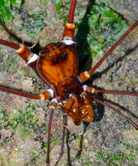 Cranaidae