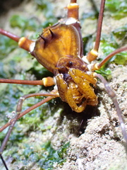 Cranaidae