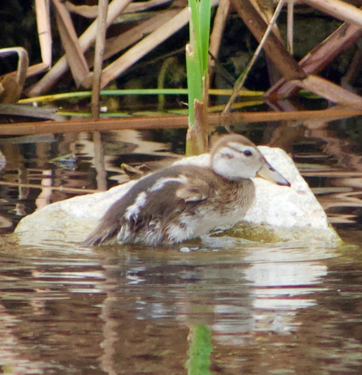 Yellow-billed Pintail (Anas georgica)