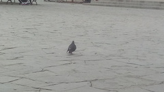 Columba livia domestica