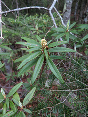 Rhododendron tolmachevii