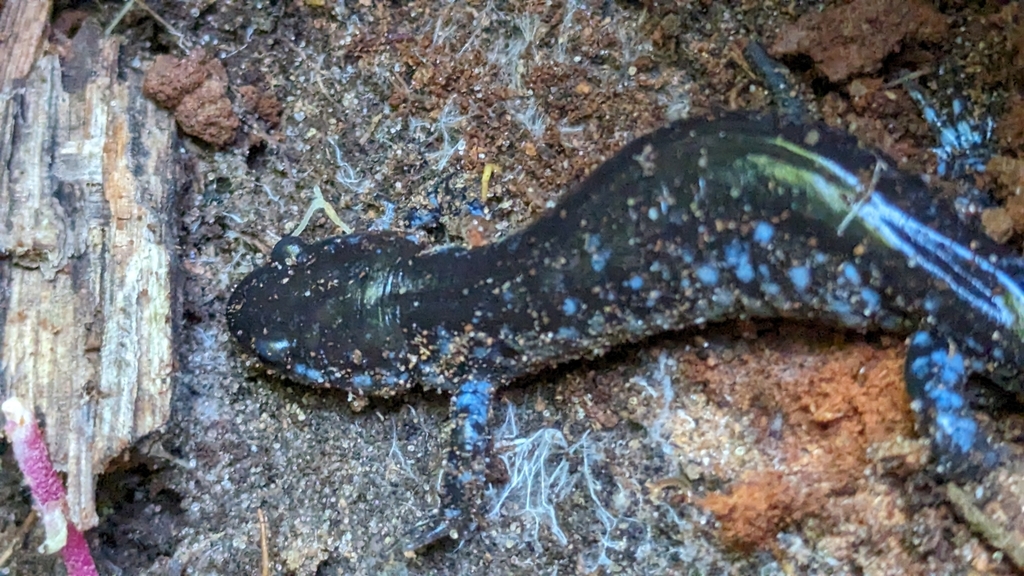 Bluespotted Salamander from Yankee Springs Township, MI, USA on