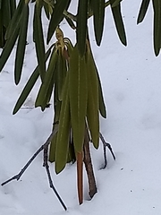 Rhododendron