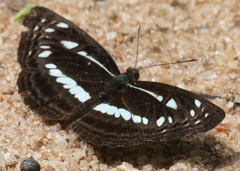 Neptis jumbah