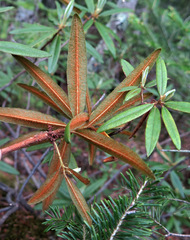 Rhododendron tolmachevii