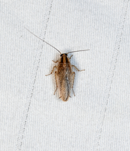 Asian Cockroach photo 6
