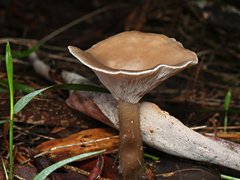 Singerocybe clitocyboides
