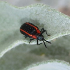 Microrhopala rubrolineata