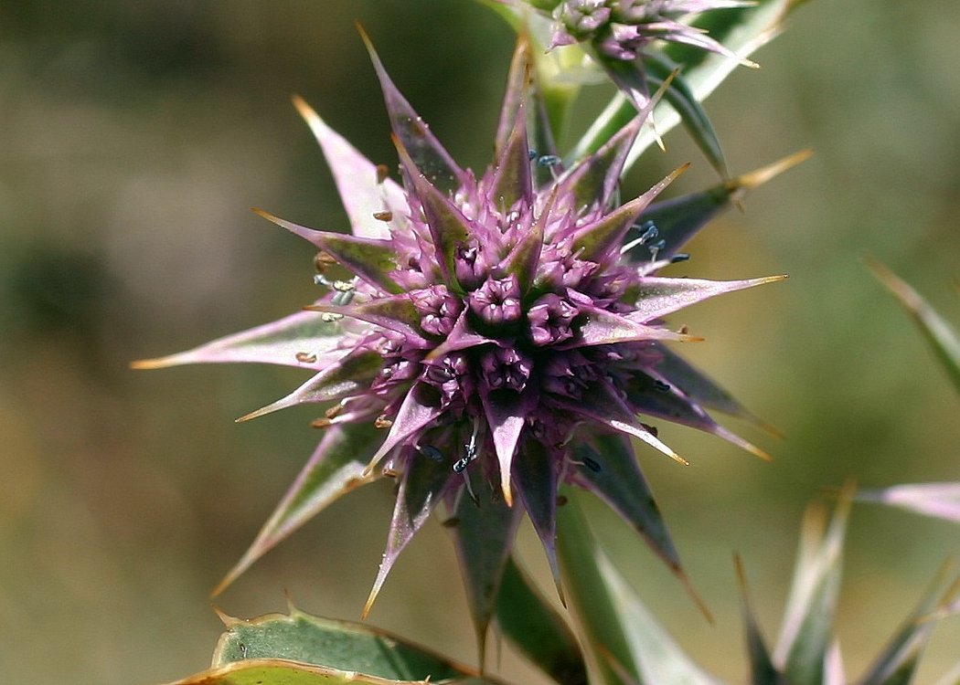 Eryngium armatum