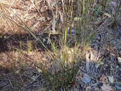 Austrostipa verticillata