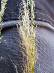 Austrostipa verticillata