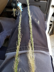 Austrostipa verticillata