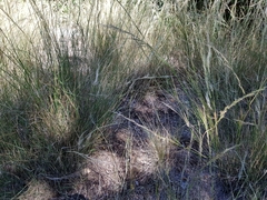 Austrostipa verticillata