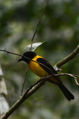 Black-Throated Shrike-Tanager photo 2