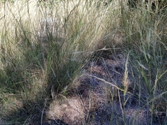 Austrostipa verticillata