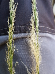 Austrostipa verticillata