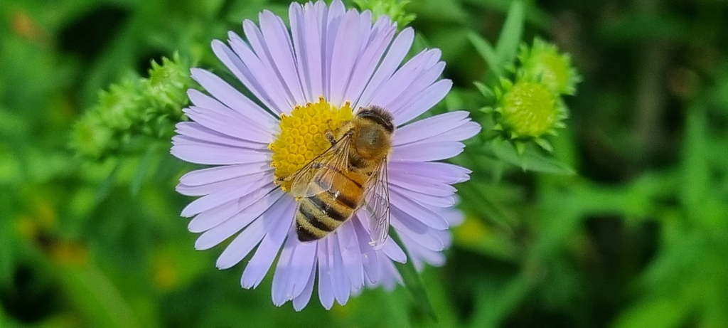 el naturalista belgique