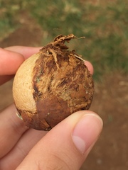 Macadamia tetraphylla