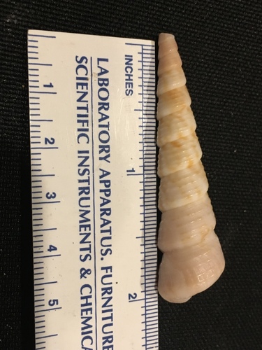 White-mouth Turritella