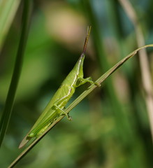 Atractomorpha australis
