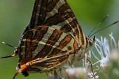 Cigaritis schistacea