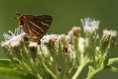 Cigaritis schistacea