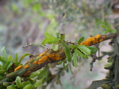 Puccinia evadens