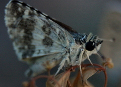 Spialia galba