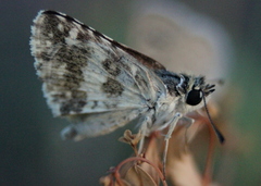 Spialia galba