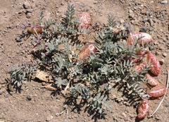 Astragalus whitneyi