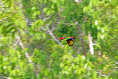 Black-Capped Lory photo 2