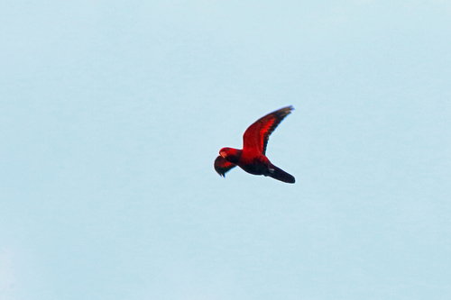 Trichoglossus squamatus