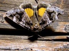 Chrysorithrum flavomaculata